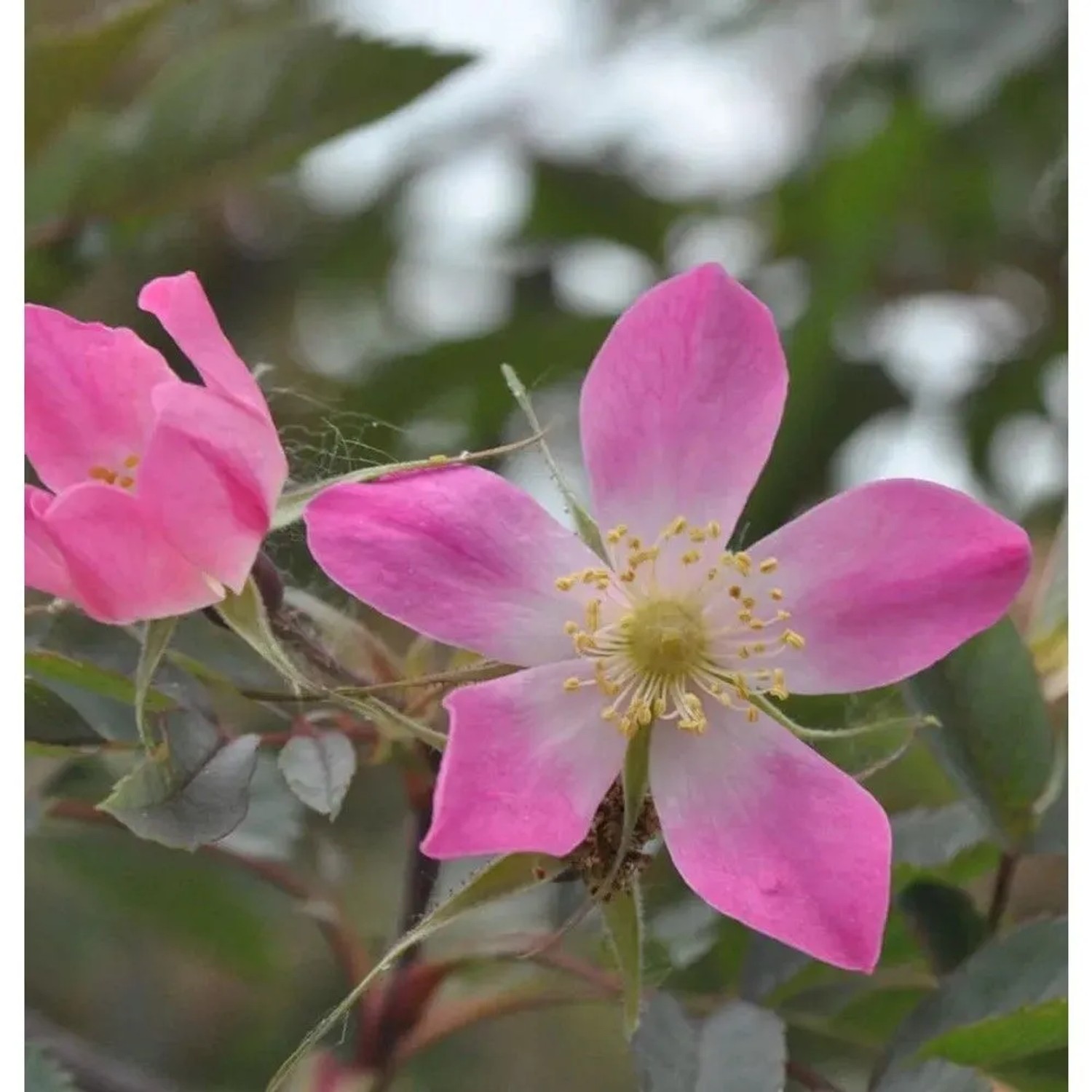 Hechtrose 40-60cm - Rosa glauca
