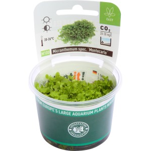 Dennerle Aquariumpflanze Micranthemum Montecarlo im In-Vitro Becher, Vordergrundpflanze.