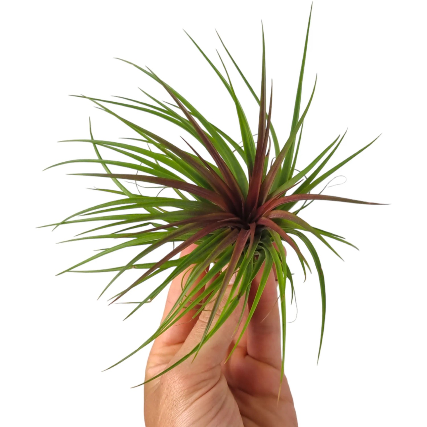 Kleine, sortierte Tillandsie (Höhe ca. 6 cm) in Hand gehalten. Dekorative, grüne Zimmerpflanze.