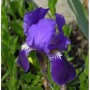 Nahaufnahme einer dunkelvioletten Schwertlilie (Iris barbata) im Garten.