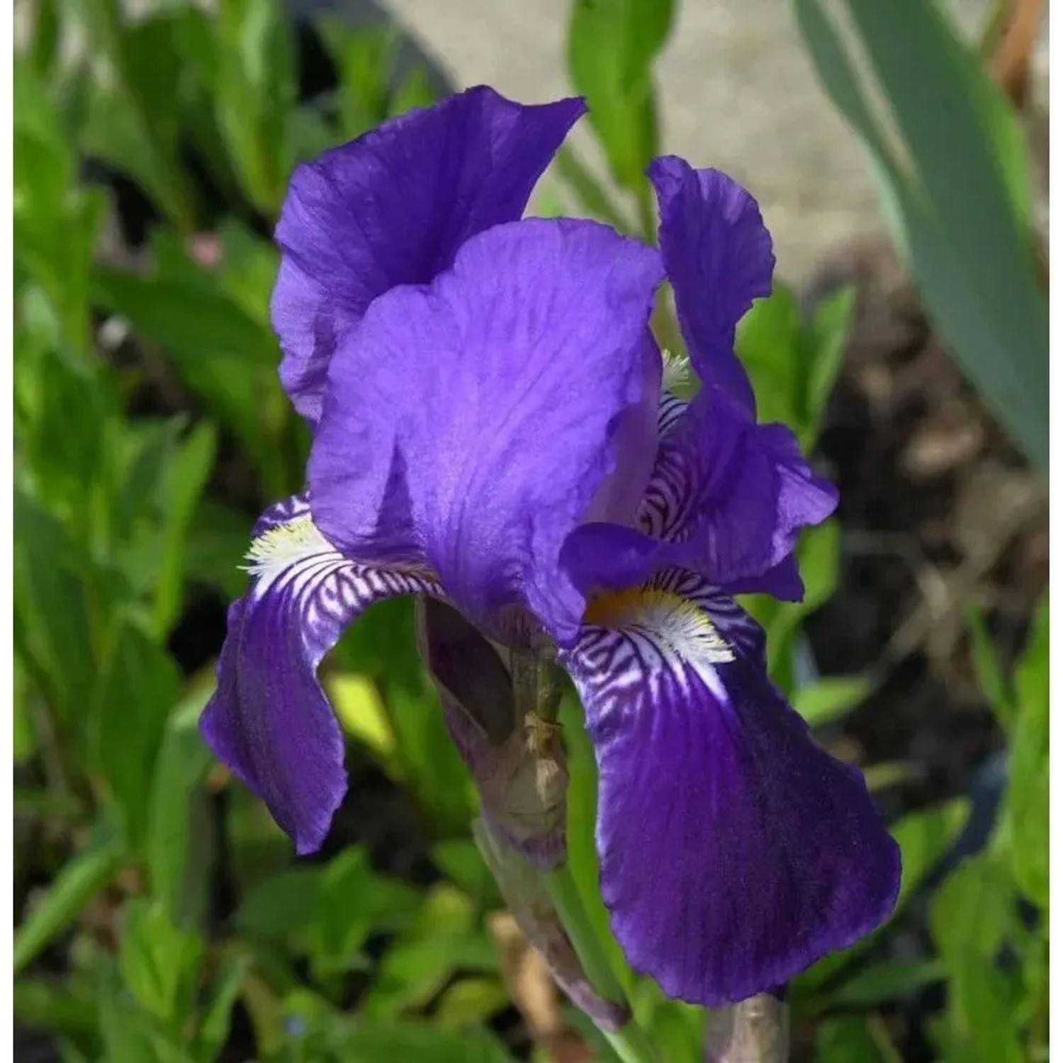 Nahaufnahme einer dunkelvioletten Schwertlilie (Iris barbata) im Garten.