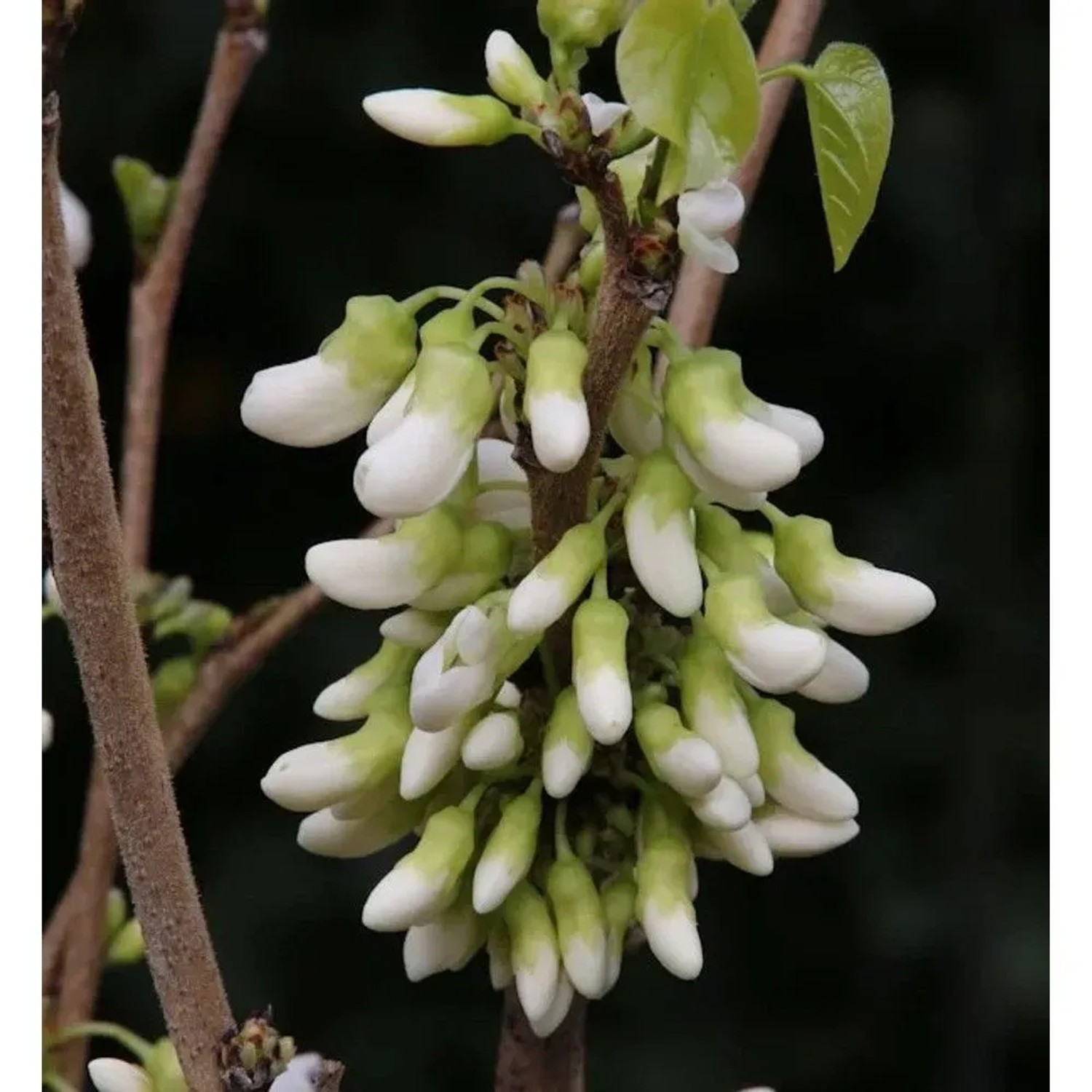 Kanadischer Hänge Judasbaum Vanilla Twist 80-100cm - Cercis canadensis