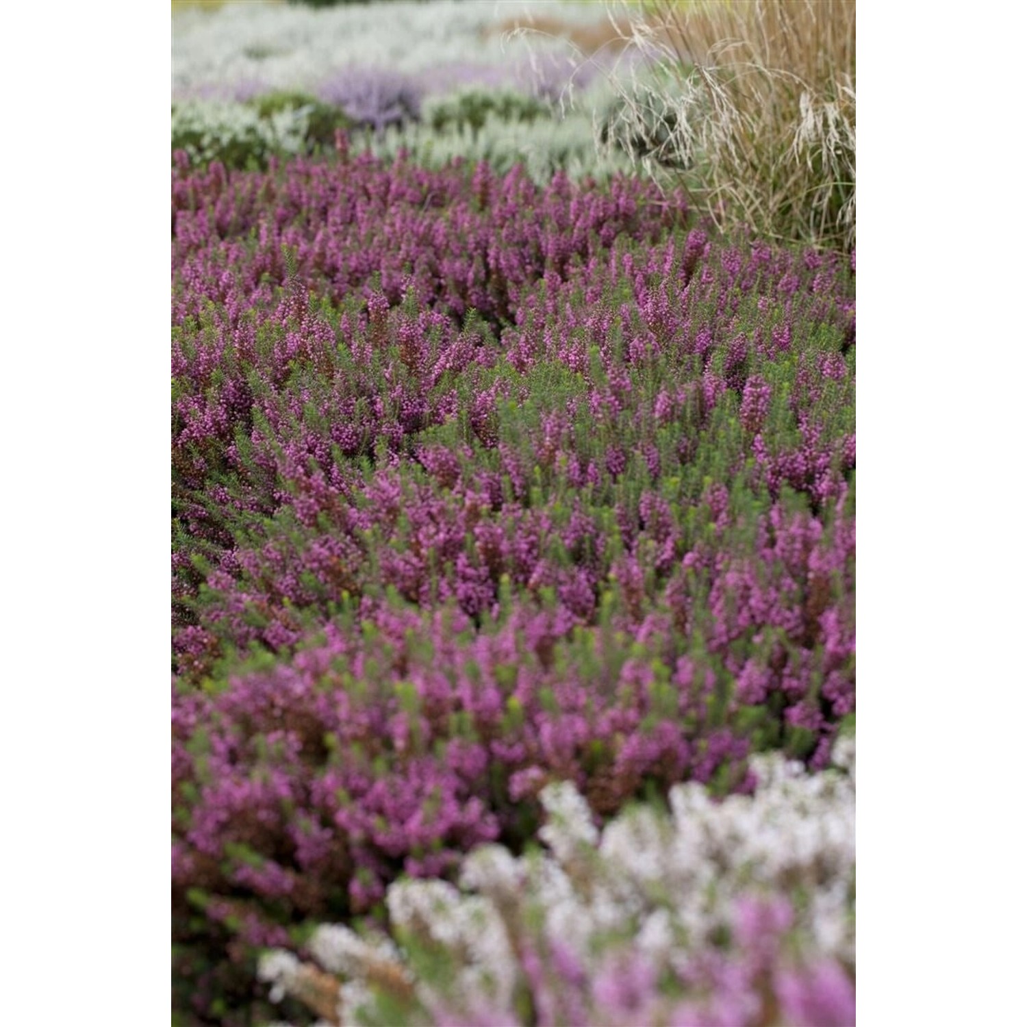 Erica Carnea March Seedling Schneeheide Rosa 15–20 cm günstig online kaufen