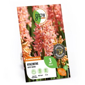 GROW by OBI Hyazinthe Gipsy Queen, orange-pink, 3 Stück, Blumenzwiebeln für Beet und Rabatte.