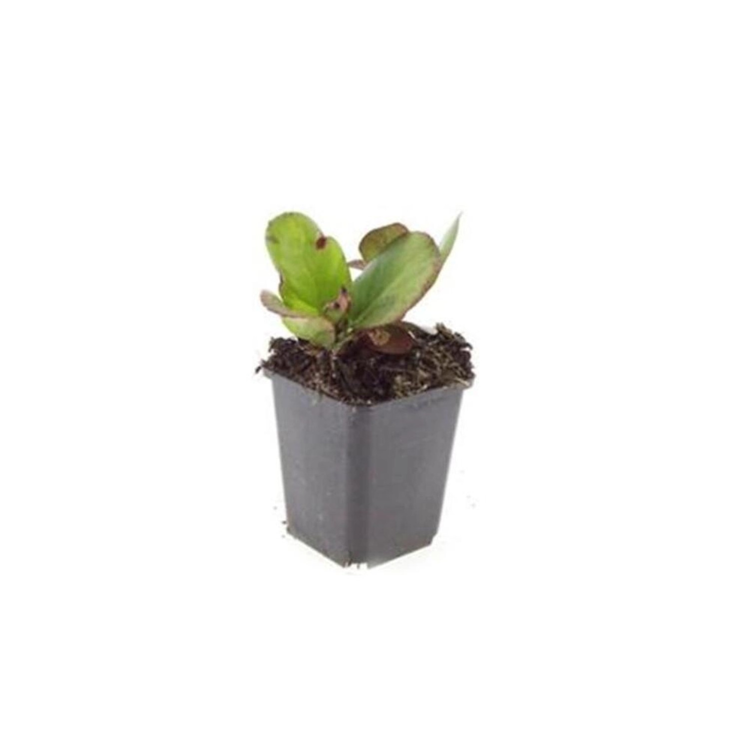 Exotenherz Bodendecker Staude Bergenie Bergenia Cordifolia Herbstblüte 9cm günstig online kaufen