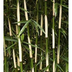 Hoher Heckenbambus Campbell 125-150cm - Fargesia robusta