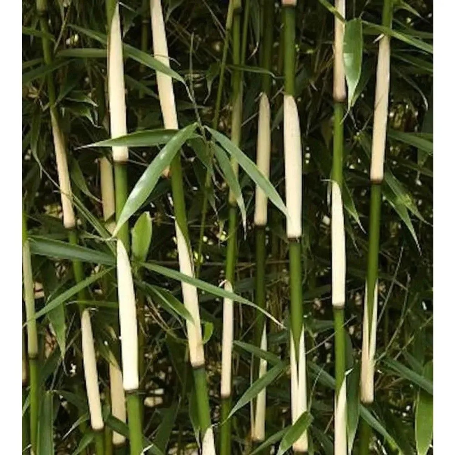 Hoher Heckenbambus Campbell 125-150cm - Fargesia robusta