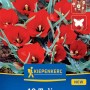 Kiepenkerl Wildtulpe 'Red Hunter', rote Blüten und grüne Blätter auf der Verpackung.