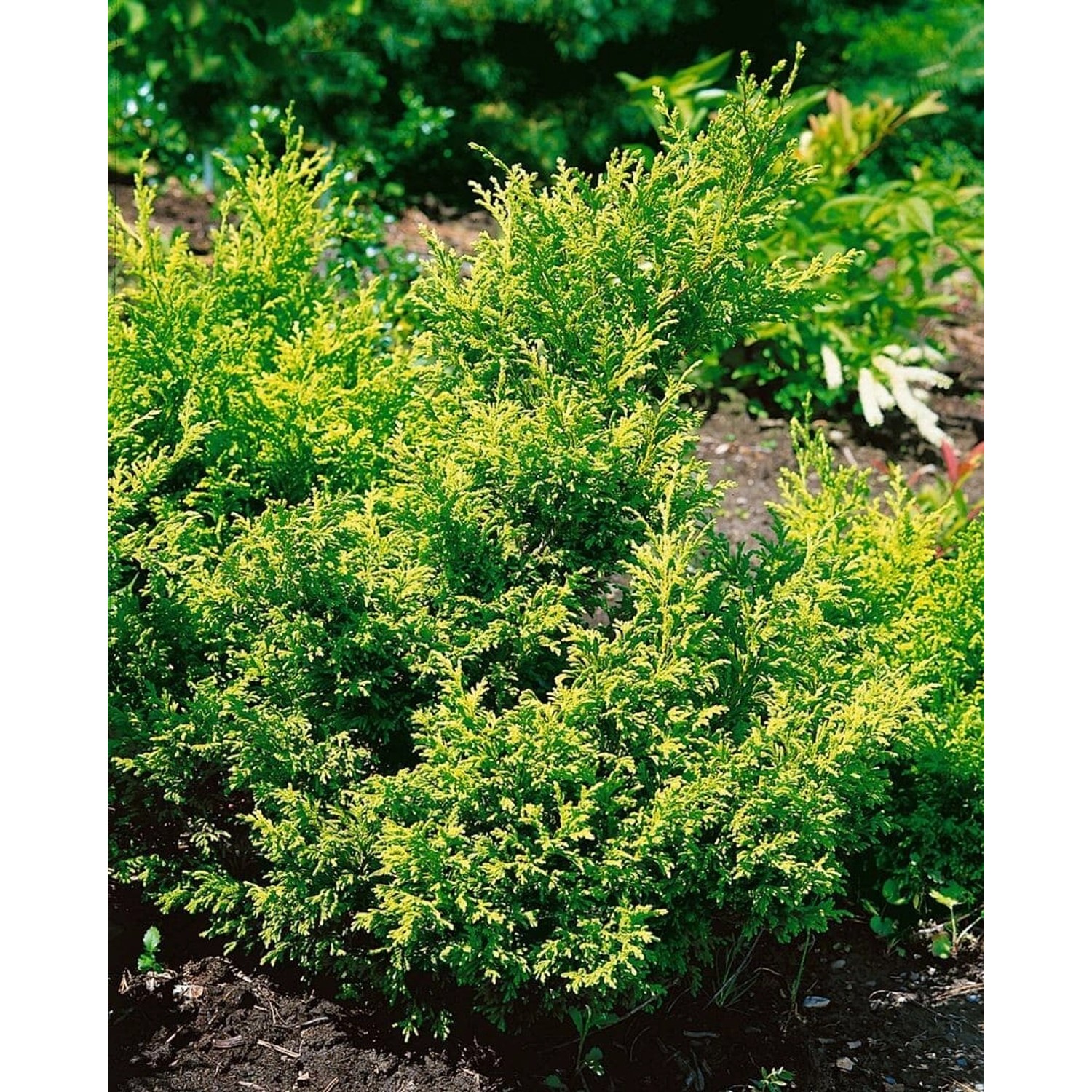 Chamaecyparis pisifera 'Plumosa Aurea' 60-80 cm günstig online kaufen