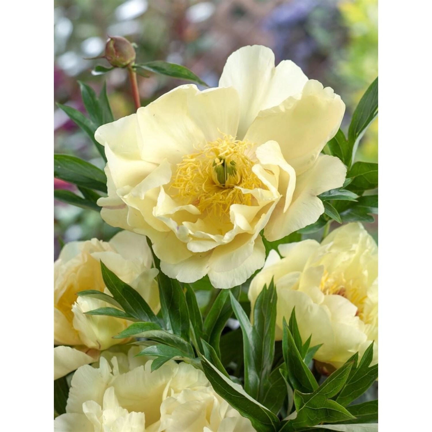 Paeonia Mlokosewitschii Kaukasus-Pfingstrose Ca. 11x11 cm Topf günstig online kaufen
