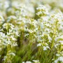 Nahaufnahme der blühenden, weißen Gänsekresse (Arabis x suendermannii) im Garten.