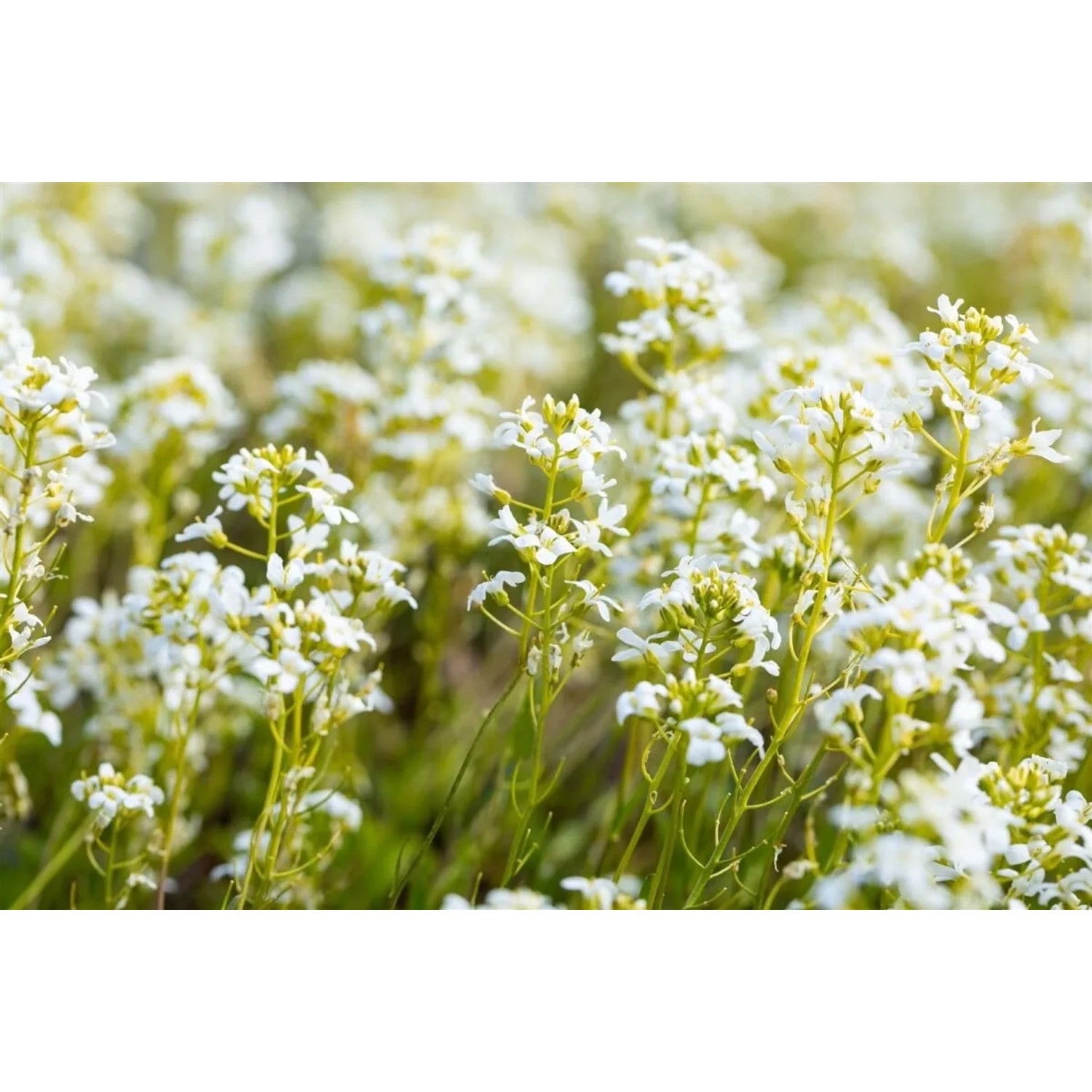 Nahaufnahme der blühenden, weißen Gänsekresse (Arabis x suendermannii) im Garten.