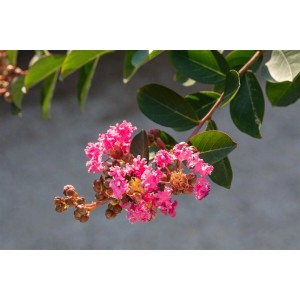 Nahaufnahme des Lagerstroemia Indica Flieder 'Rhapsody In Pink' mit leuchtend pinken Blüten.