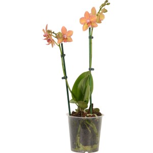 Schmetterlingsorchidee (Phalaenopsis) mit orange-gelben Blüten im Topf.