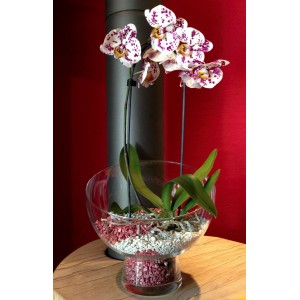 Orchidee in Glasvase mit Colomi Orchideengranulat Brombeere. Dekoratives Pflanzsubstrat.