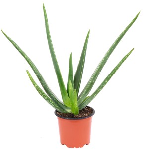 Aloe Vera Sukkulente im Topf, ca. 35 cm hoch, luftreinigend und dekorativ.