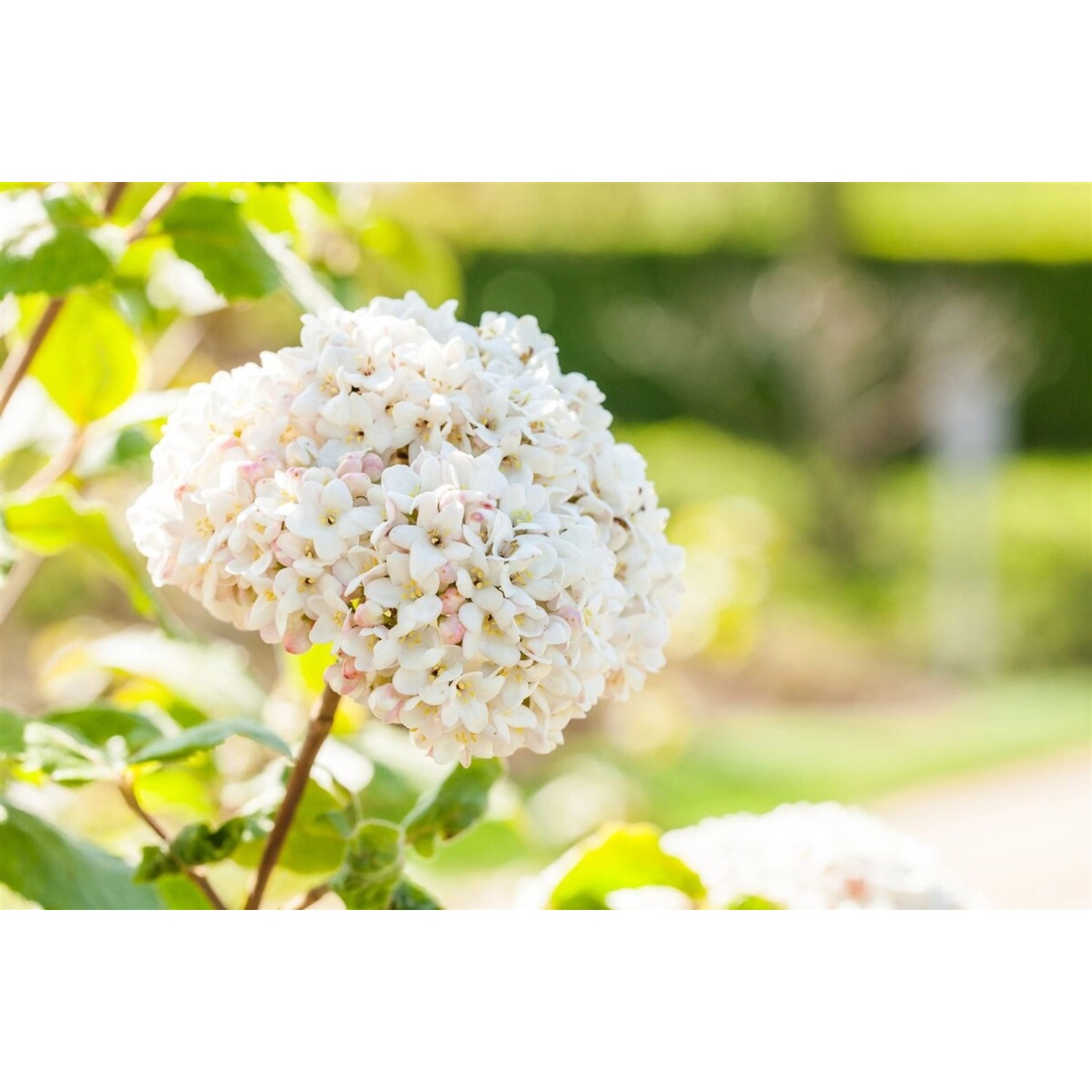 Viburnum Carlcephalum Duftschneeball Weiß 150–175 cm günstig online kaufen