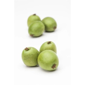 Frische, grüne Kiwibeeren der winterharten Kletterpflanze Actinidia Arguta.