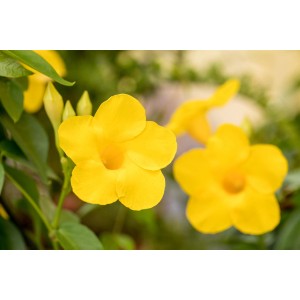 Dipladenie Diamantina Opale Citrine mit leuchtend gelben Blüten.