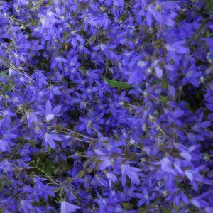 Blütenmeer: Blaue Glockenblumen (Campanula poscharskyana 'Stella') als Bodendecker.