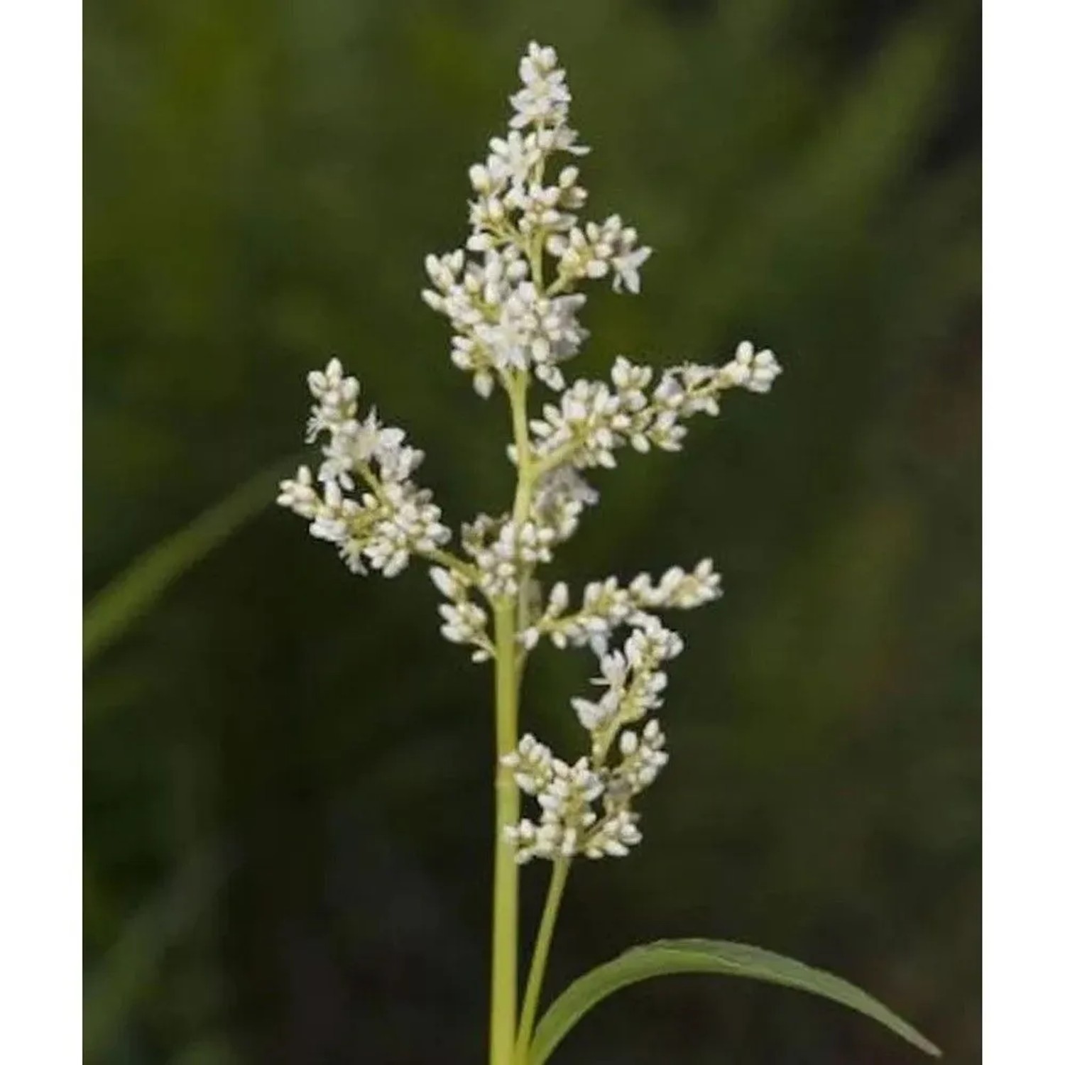 weißer Berg Knöterich - Aconogonon alpinum