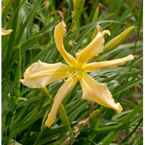 Nahaufnahme einer gelben Taglilie (Hemerocallis Paul Weber) im Garten.