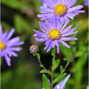 Nahaufnahme einer lila Sommeraster Breslau (Aster alpinus) Staude mit gelber Mitte.