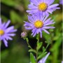 Nahaufnahme einer lila Sommeraster Breslau (Aster alpinus) Staude mit gelber Mitte.
