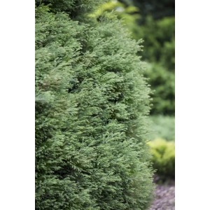Detailaufnahme der Zwerg-Scheinzypresse 'Plumosa Compressa', 15–20 cm hoch, mit grünen Blättern.