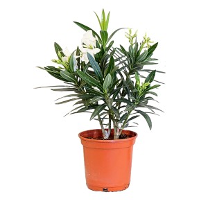 Oleander Rosa-Weiß im Topf, ca. 40 cm hoch, blühende Kübelpflanze.