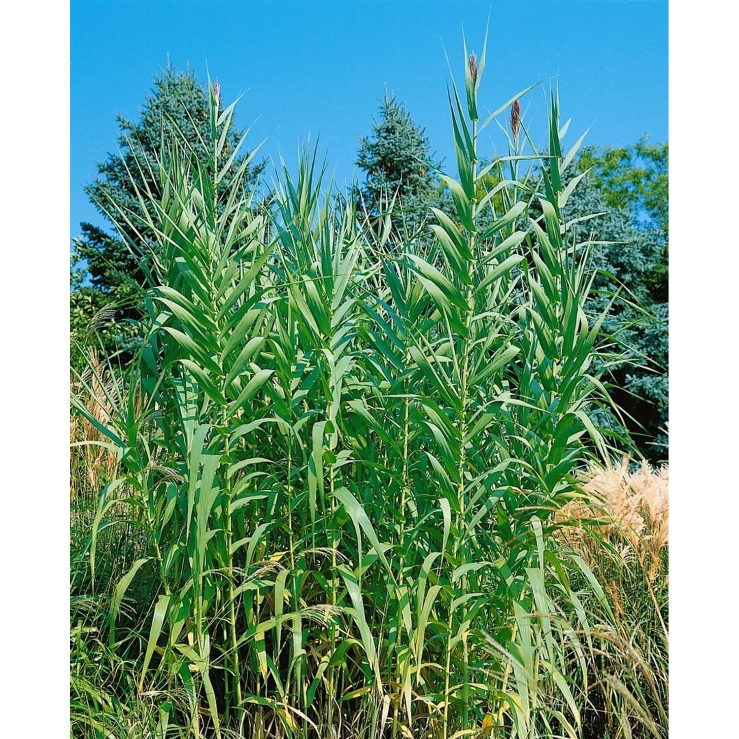 Arundo Donax Riesenschilf 60–80 cm günstig online kaufen