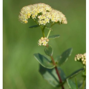 Nahaufnahme der gelben Blüten der Großen Fetthenne Seduction Yellow Delicat (Sedum telephium).