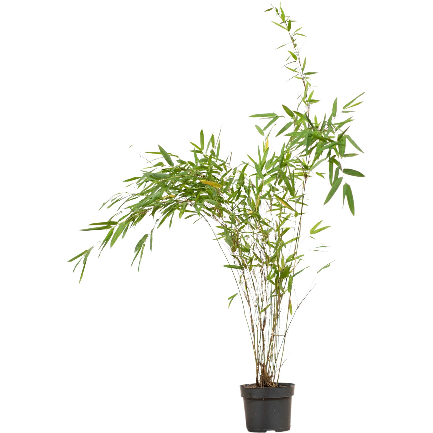 Fontänenbambus Set à 40 Stück Höhe ca. 60 - 80 cm Fargesia nitida