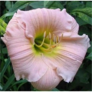 Nahaufnahme einer rosa Taglilie 'Luxury Lace' mit gelbem Zentrum. Staude für Beet und Garten.