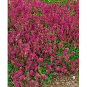 Rosa blühender Sand-Thymian 'Pink Chintz' als Bodendecker im 9x9 cm Topf.