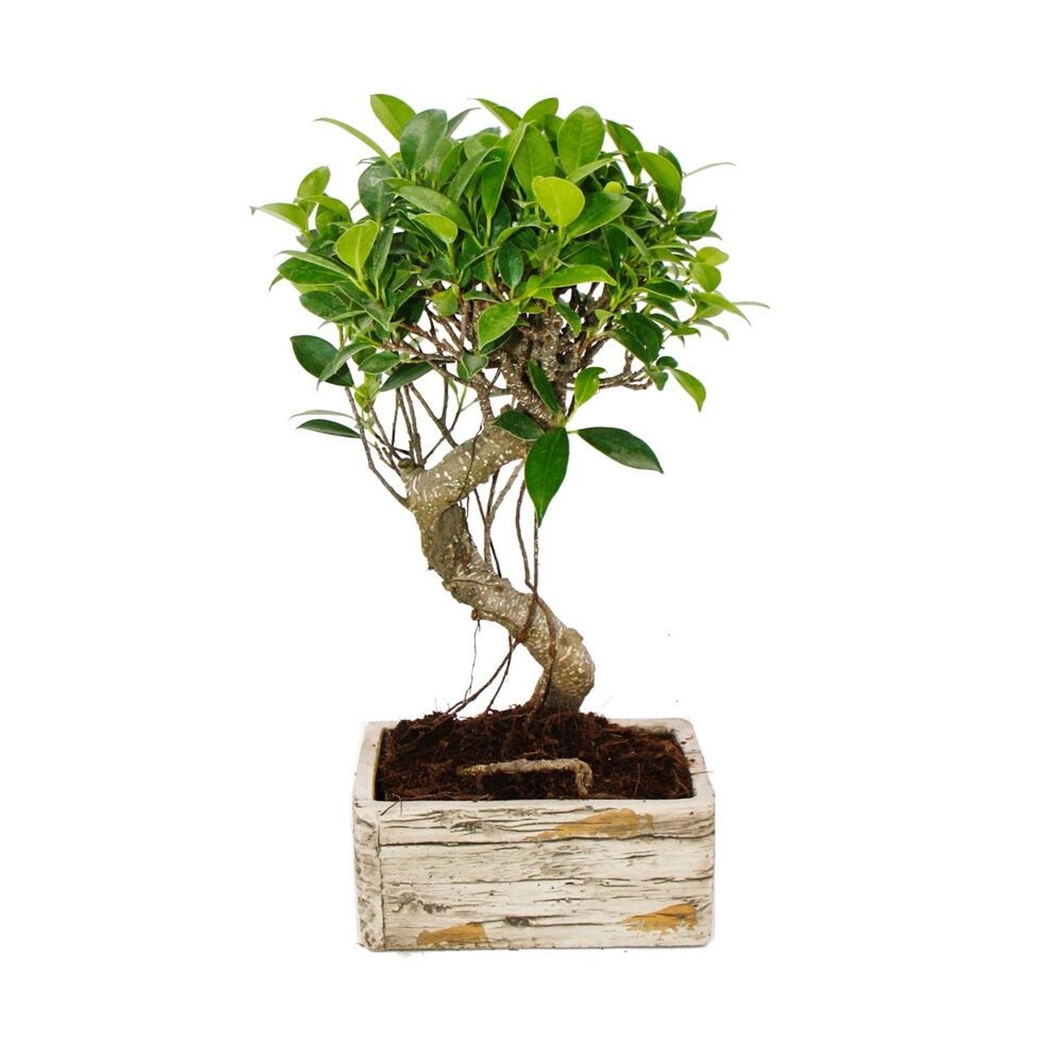 Exotenherz Bonsai für Zimmer in Moderner Trendkeramik Zimmerbonsai Ficus 6 Jahre Alt Holzoptik