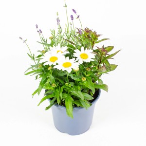 Sommer-Mix Trio im Topf (ca. 12 cm): Nelken, Salbei und Lavendel in harmonischer Kombination.