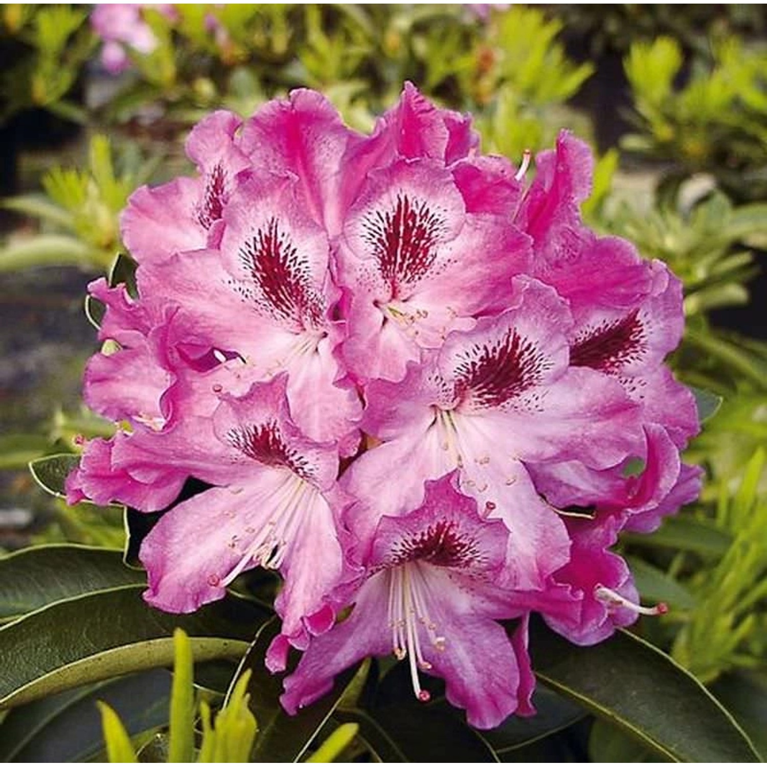 Großblumige Rhododendron Helen Martin 50-60cm - Alpenrose günstig online kaufen