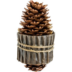 ConeFire Basis Anzünder: Kiefernzapfen im Papierkorb mit Kordel, ideal als Grillanzünder.