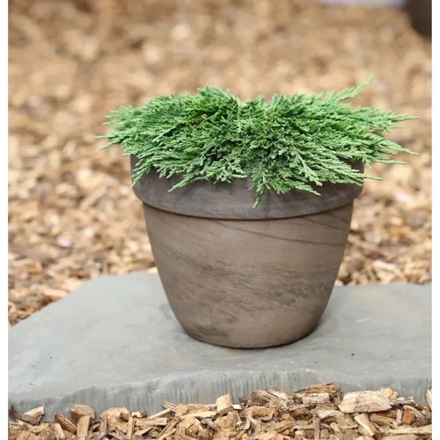 Teppichwacholder 'Pancake' im Topf, eine immergrüne, flach wachsende Zierpflanze für den Garten.