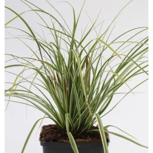 Brokat Segge 'Gold Fountains' (Carex dolichostachya) im Topf, Ziergras mit goldgelben Akzenten.