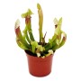 Exotenherz Schlauchpflanze Sarracenia Eva im 9cm Topf.