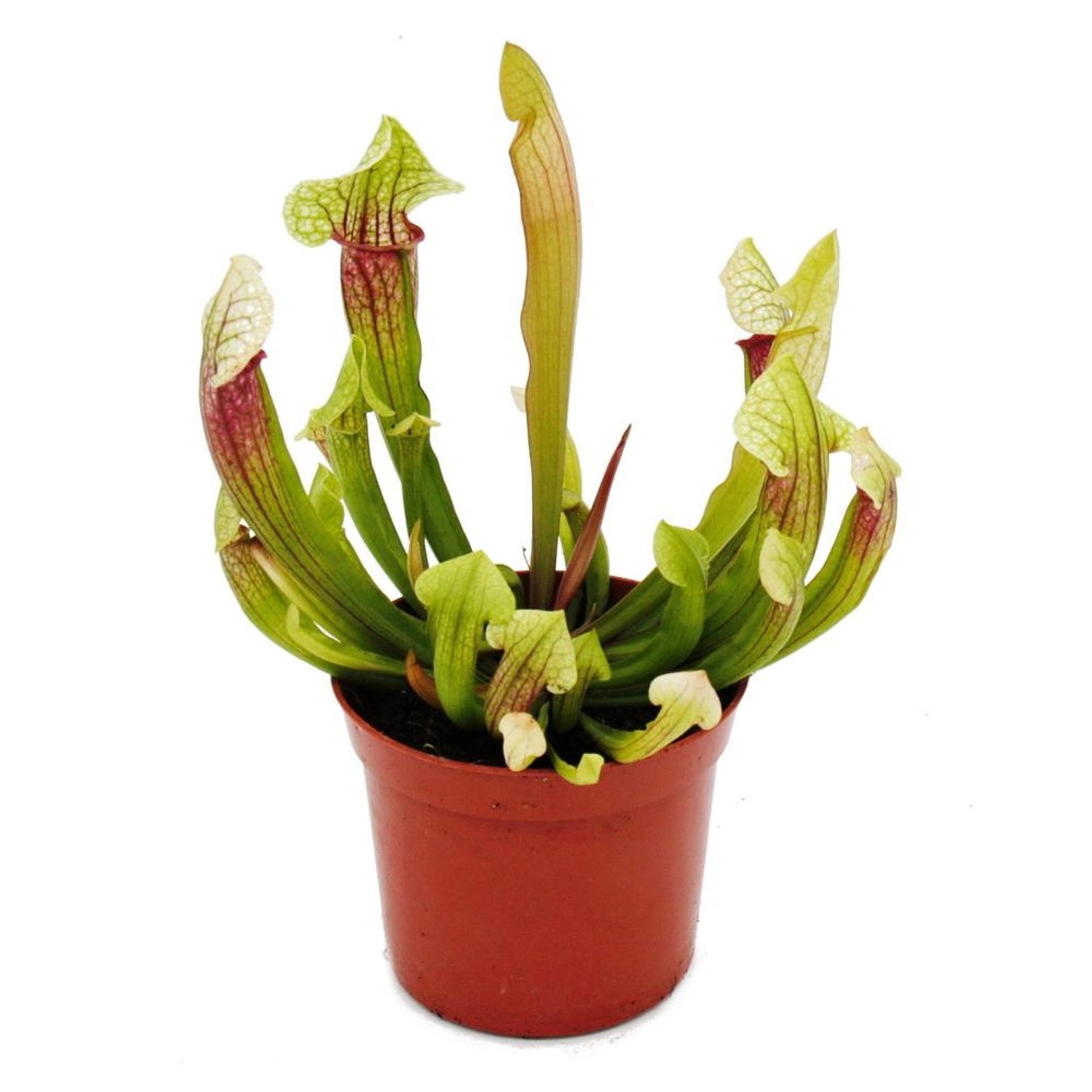 Exotenherz Schlauchpflanze Sarracenia Eva Fleischfressende Pflanze 9cm