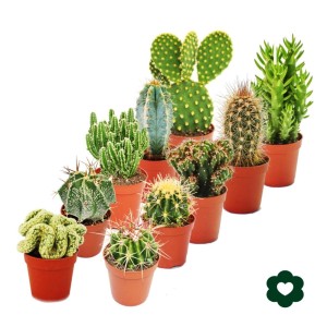 Set aus 10 verschiedenen Kakteen im 5,5cm Topf, Exotenherz Kakteen.