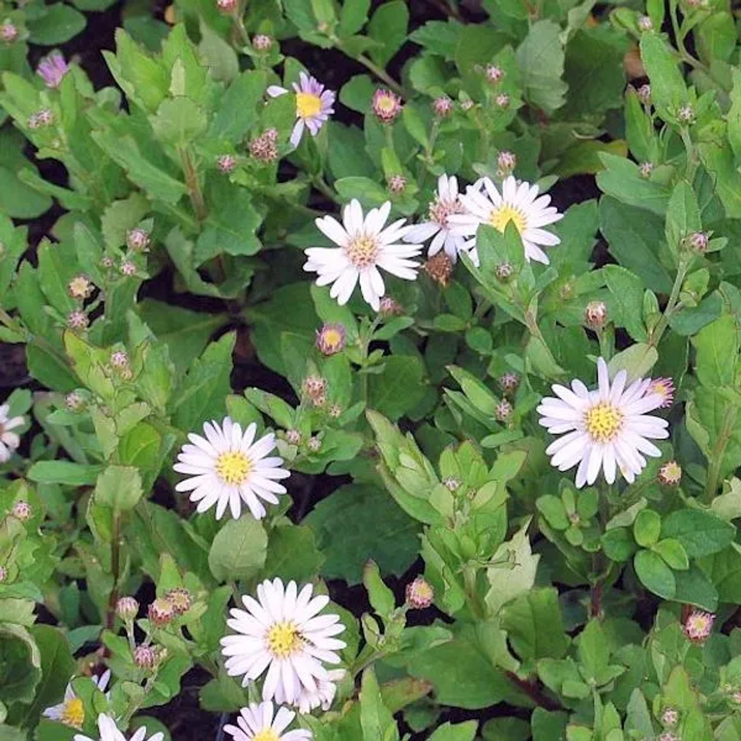 Herbstaster Stardust - Aster ageratoides