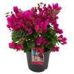 Bougainvillea kaufen bei OBI