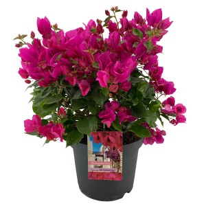 Drillingsblume (Bougainvillea) im Topf mit purpurfarbenen Blüten, ca. 55-60 cm hoch.