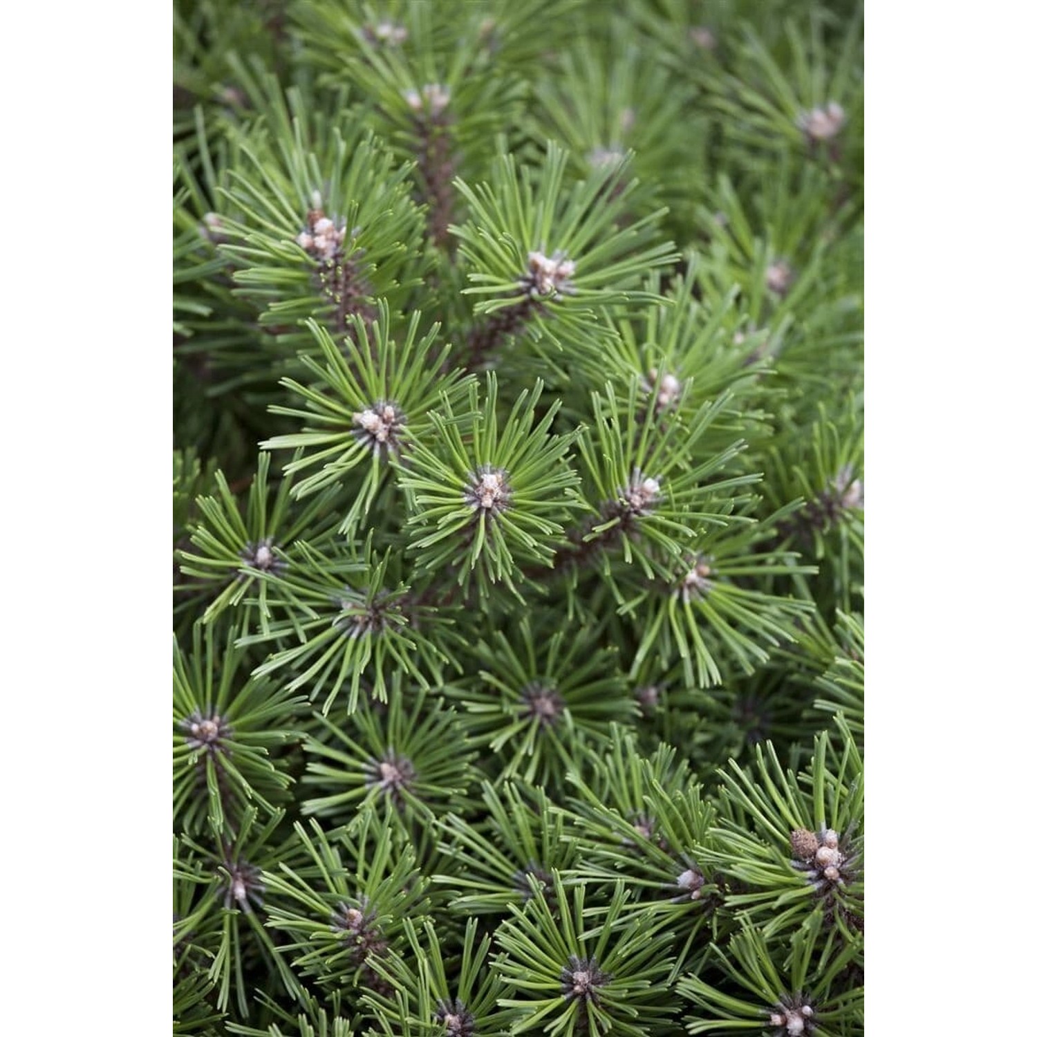 Pinus Mugo Benjamin Bergkiefer Kompakt 15–20 cm günstig online kaufen