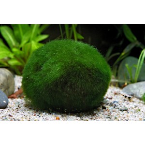 Grüner Algenball (Aegagrophila linnaei) im Aquarium, eine dekorative Aquariumpflanze.