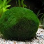 Grüner Algenball (Aegagrophila linnaei) im Aquarium, eine dekorative Aquariumpflanze.